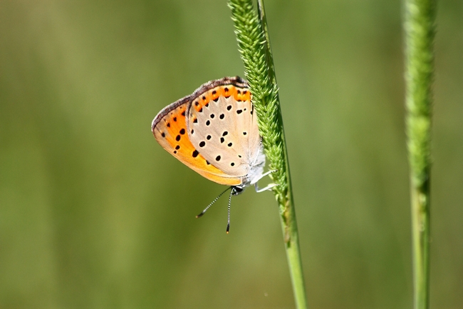 Lycaena alciphron